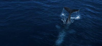 Neptune Lines protects whales in the Hellenic Trench image